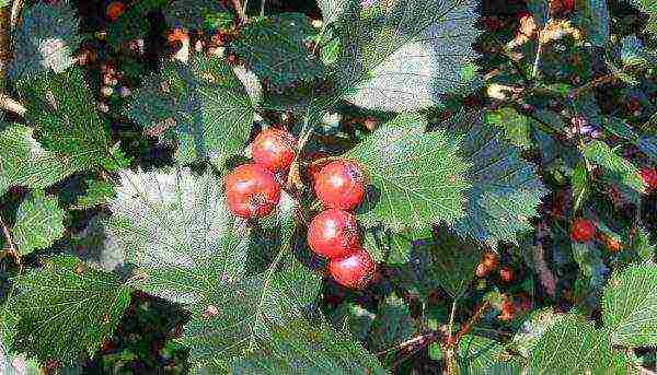 the best varieties of hawthorn