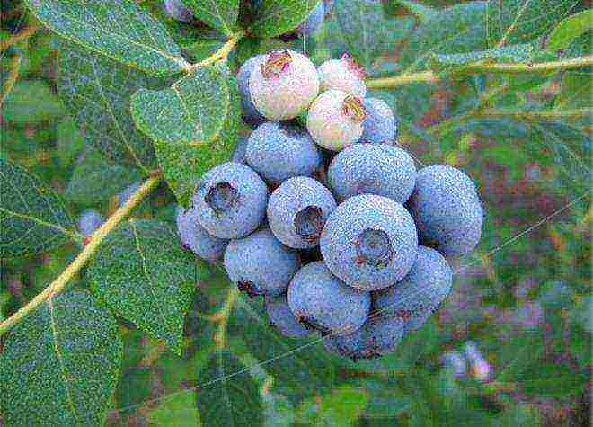 ang pinakamahusay na mga blueberry variety