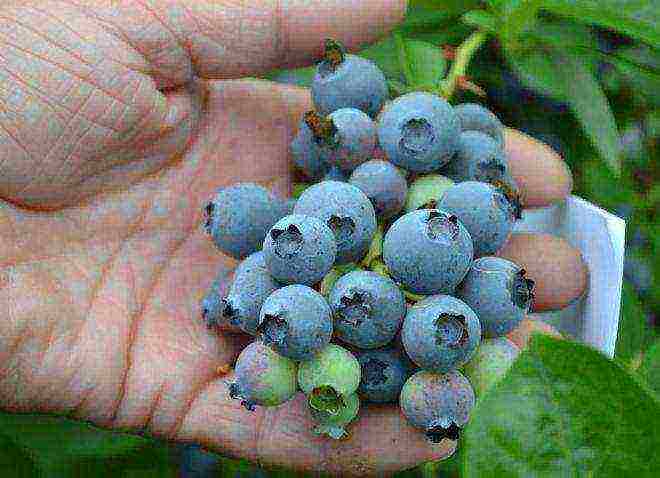 ang pinakamahusay na mga blueberry variety