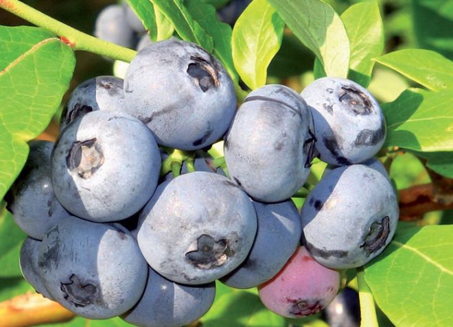 ang pinakamahusay na mga blueberry variety