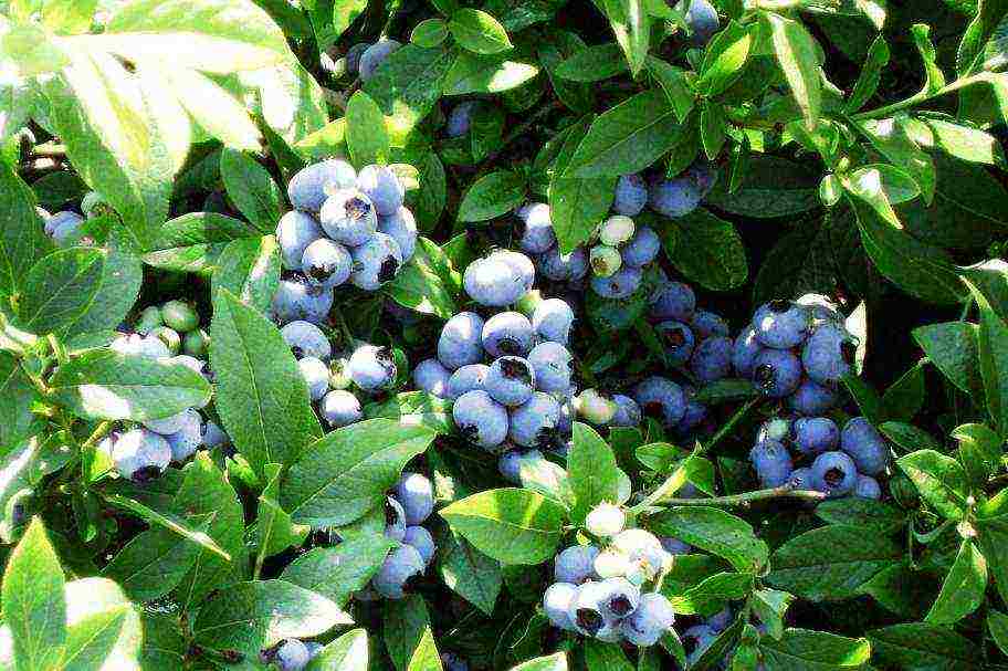 ang pinakamahusay na mga blueberry variety