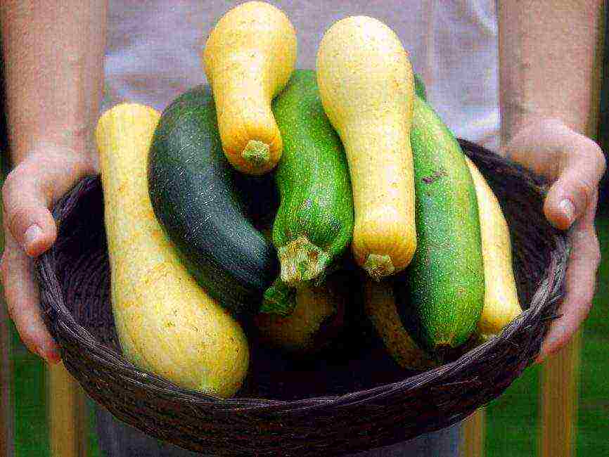 ang pinakamahusay na mga pagkakaiba-iba ng zucchini