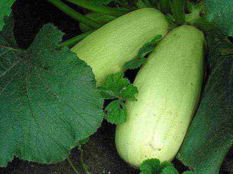 the best varieties of zucchini