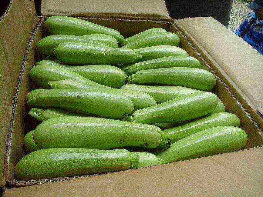 ang pinakamahusay na mga pagkakaiba-iba ng zucchini