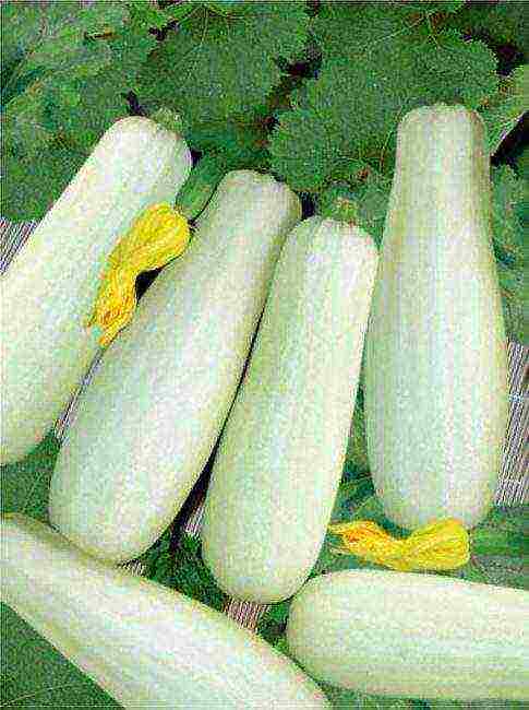 ang pinakamahusay na mga pagkakaiba-iba ng zucchini