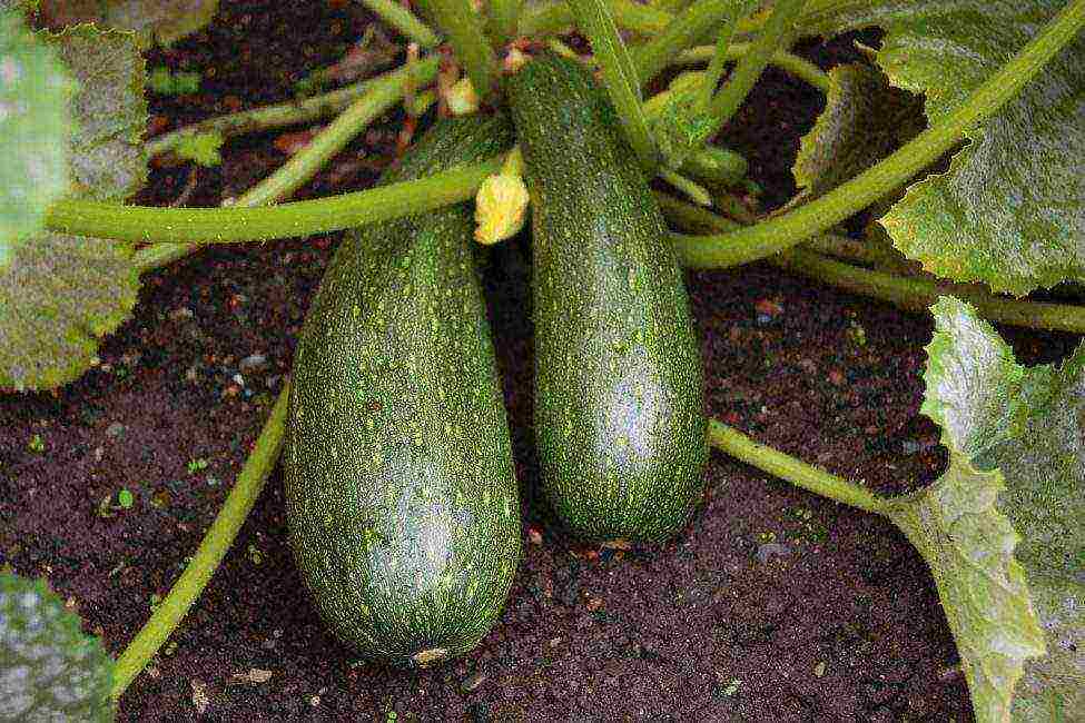 ang pinakamahusay na mga pagkakaiba-iba ng zucchini