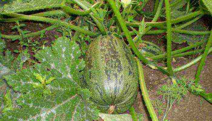 the best varieties of zucchini