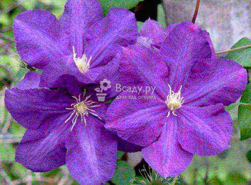 the best varieties of clematis