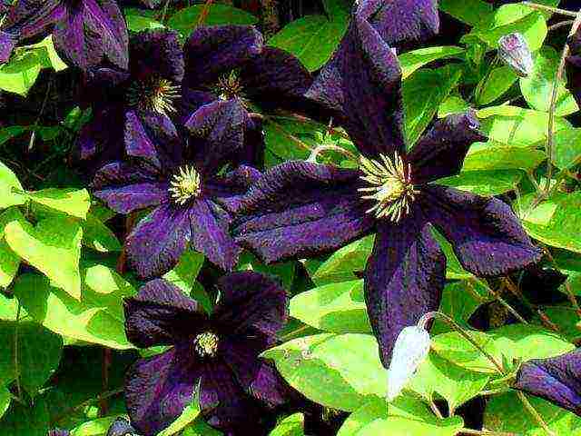 ang pinakamahusay na mga pagkakaiba-iba ng clematis