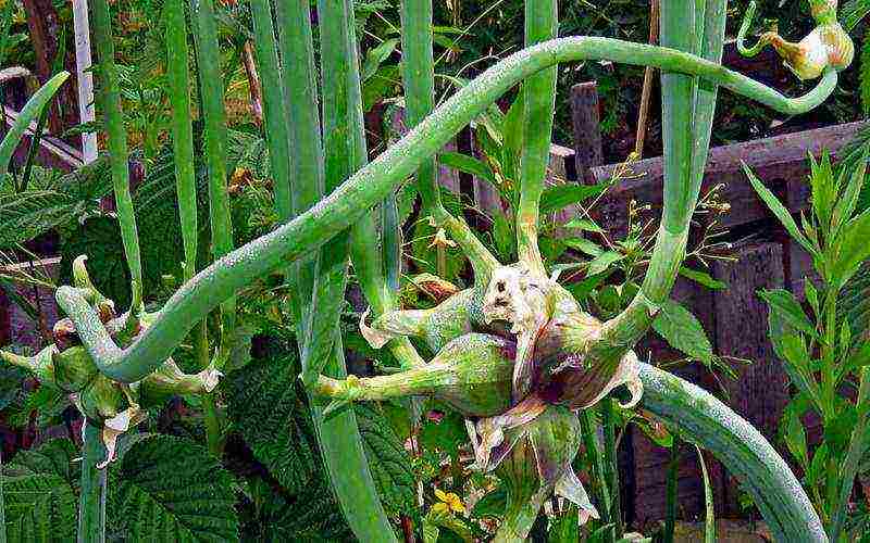 the best varieties of onions