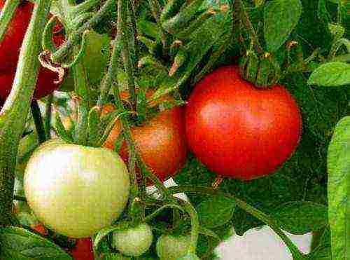 the best varieties of vegetables