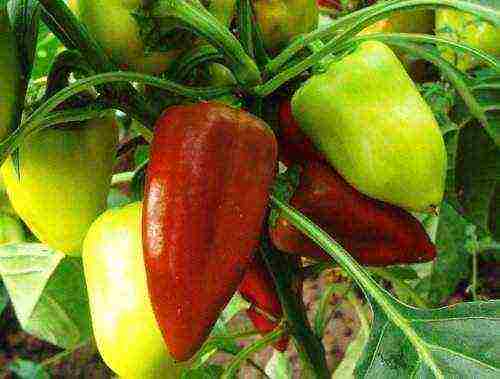 the best varieties of vegetables