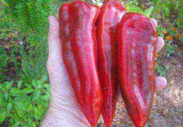 the best varieties of pepper