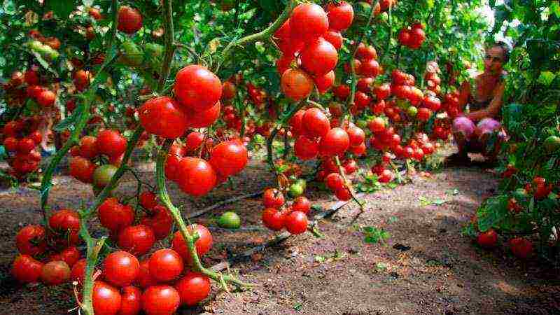 the best varieties of tomatoes