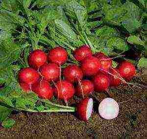 the best varieties of radish