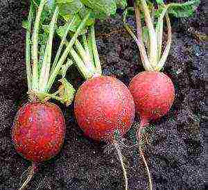 the best varieties of radish