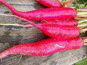 the best varieties of radish