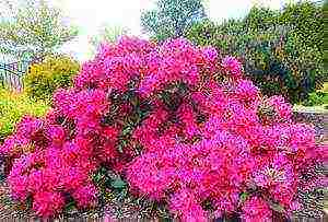 ang pinakamahusay na mga pagkakaiba-iba ng rhododendrons