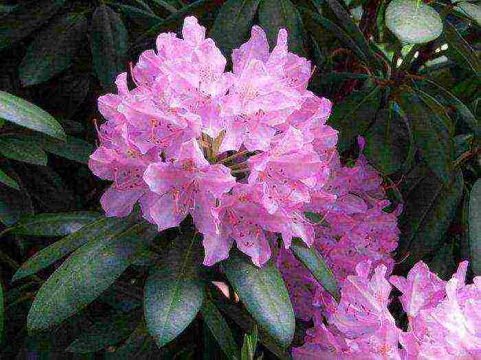 the best varieties of rhododendrons