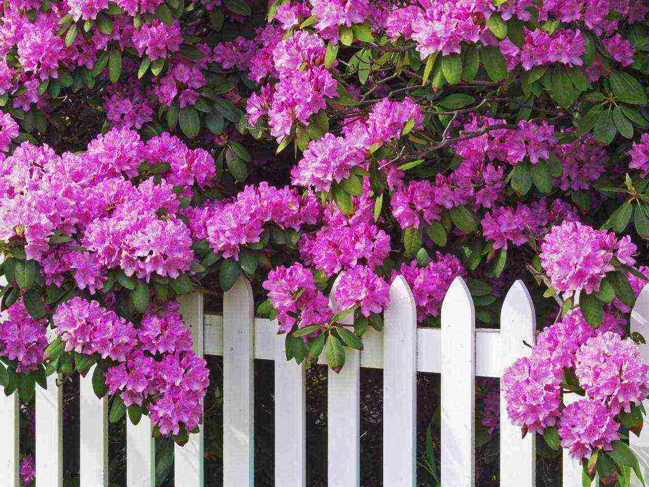 the best varieties of rhododendrons