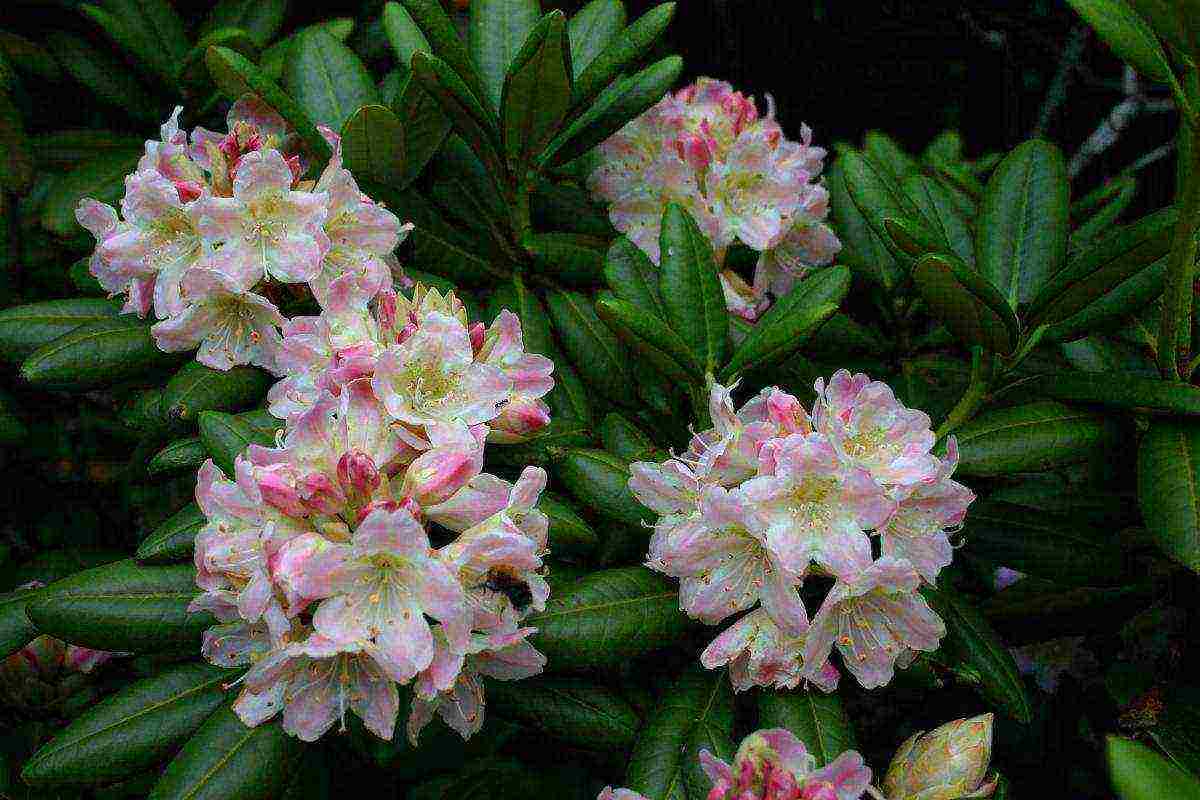 ang pinakamahusay na mga pagkakaiba-iba ng rhododendrons