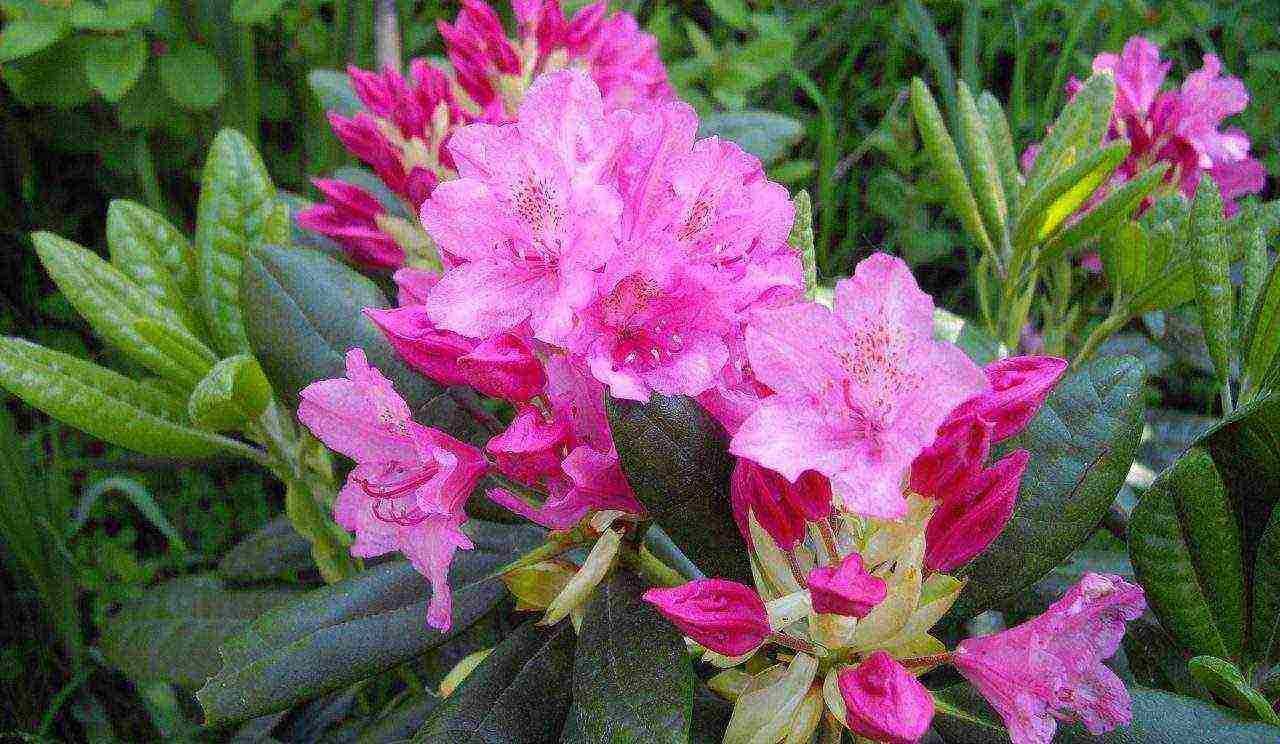 the best varieties of rhododendrons