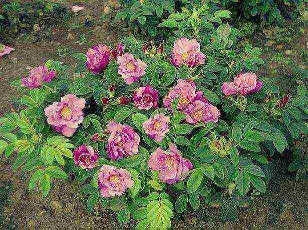 the best varieties of roses