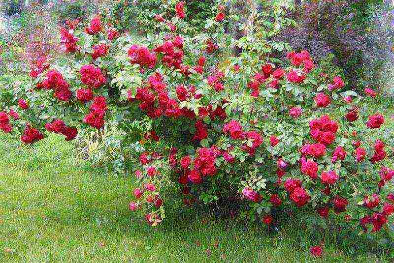 the best varieties of roses