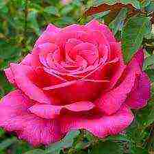 the best varieties of roses