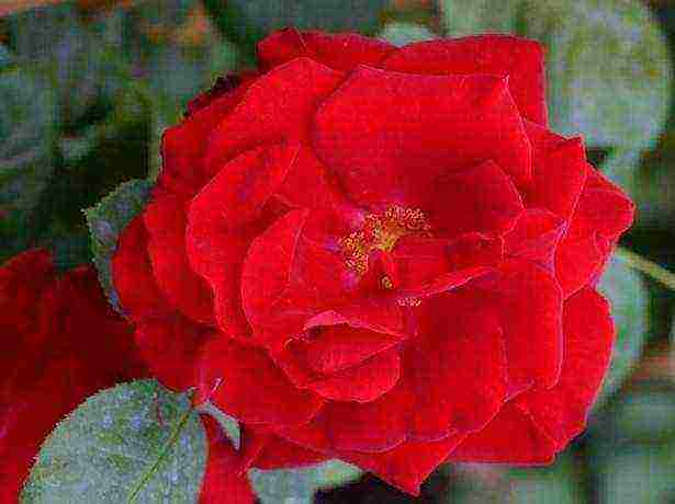 the best varieties of roses