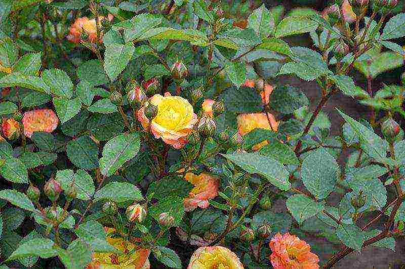 the best varieties of roses