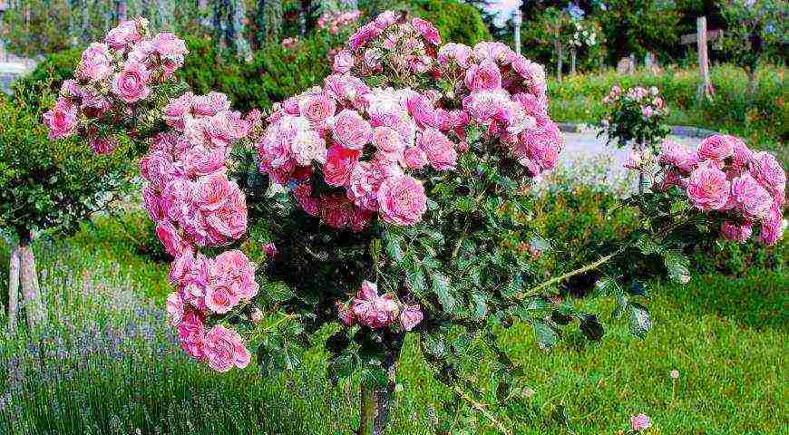 the best varieties of roses