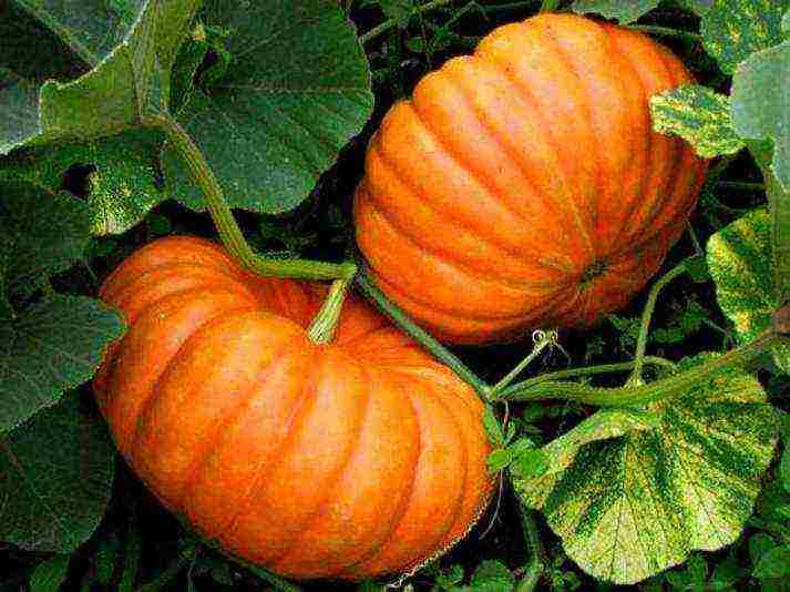 the best pumpkin varieties