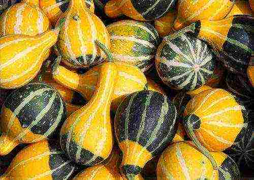 the best pumpkin varieties