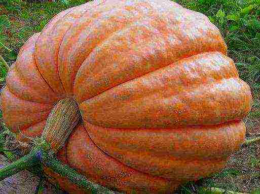 the best pumpkin varieties