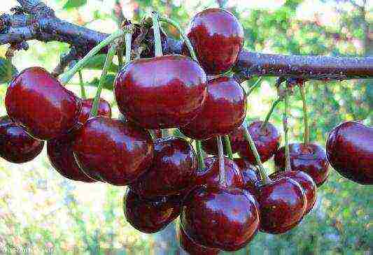 the best varieties of cherries