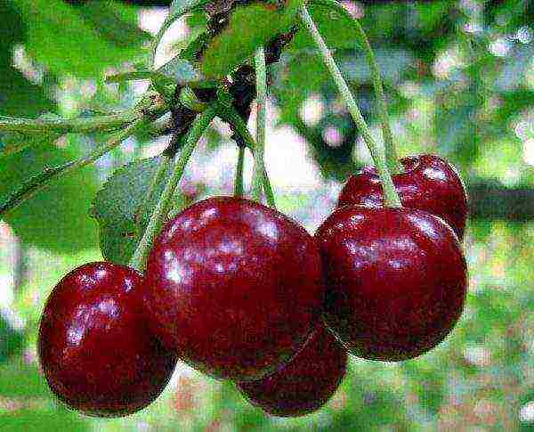 the best varieties of cherries