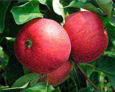 the best apple varieties