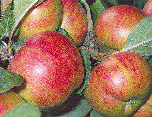 the best apple varieties