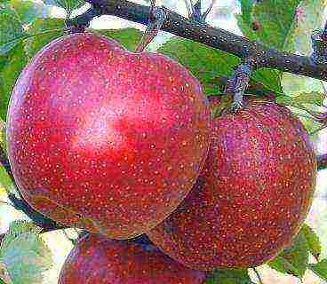 the best apple varieties