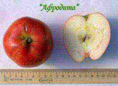 the best apple varieties