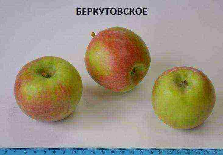 the best apple varieties