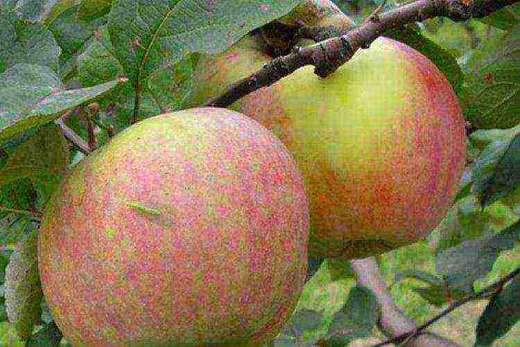 the best apple varieties