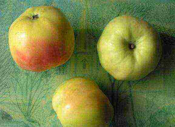 the best apple varieties