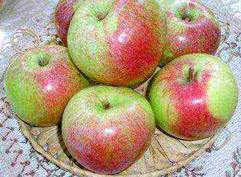 the best apple varieties