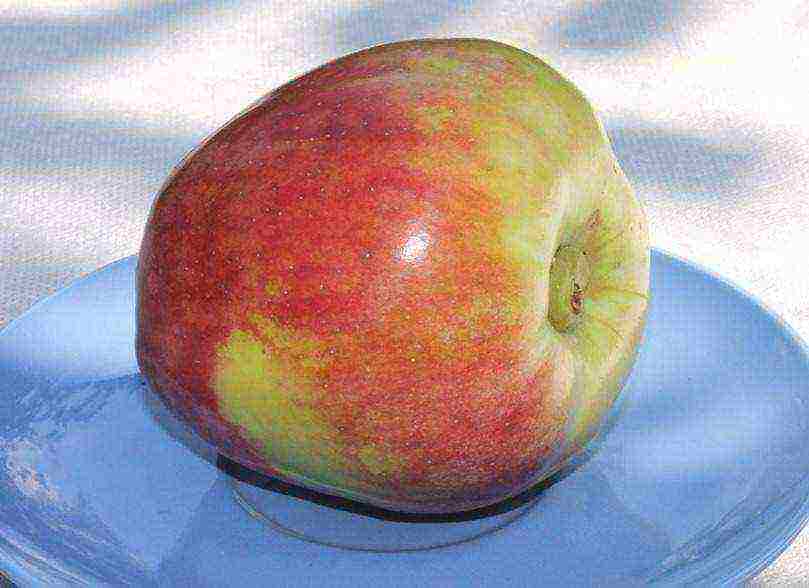 the best apple varieties