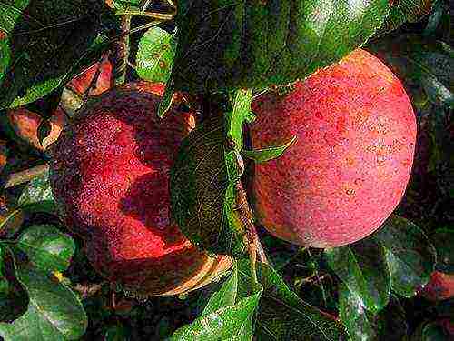 the best apple varieties