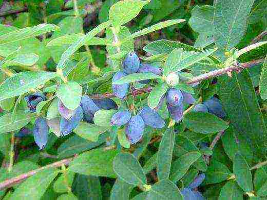 the best varieties of honeysuckle