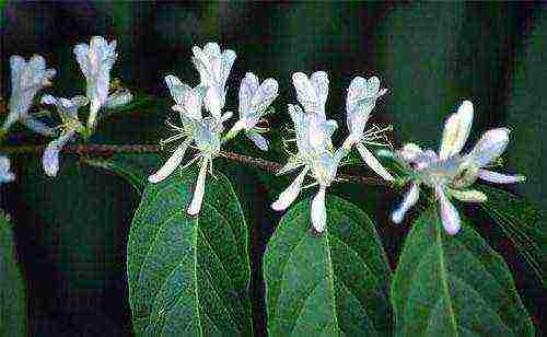 the best varieties of honeysuckle