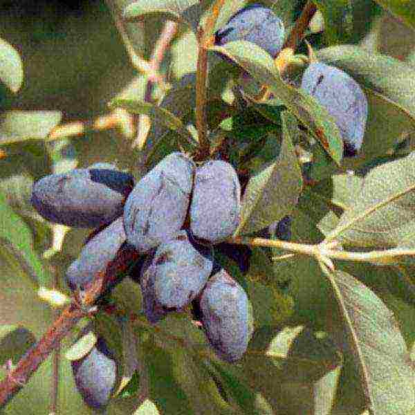 the best varieties of honeysuckle